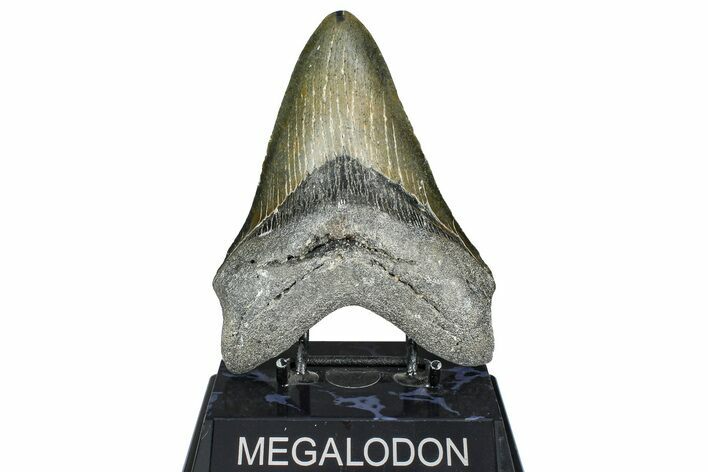 Fossil Megalodon Tooth - North Carolina #363745